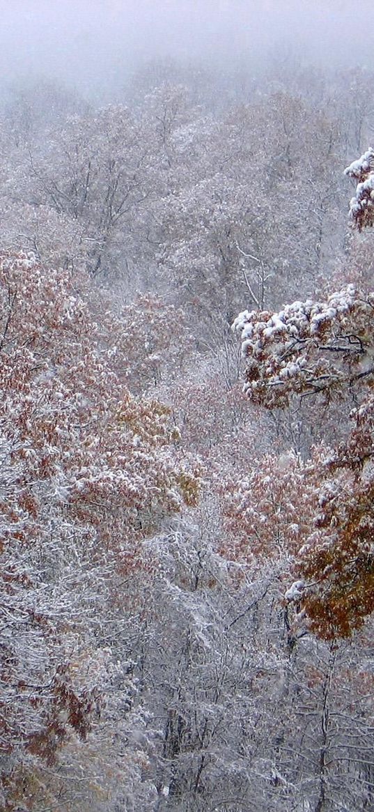 autumn, trees, leaves, snow