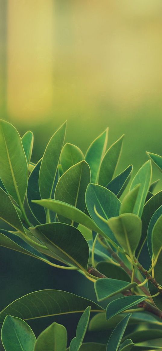 grass, leaves, green, dark