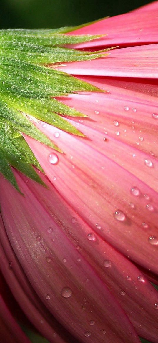 flower, petals, pink, macro, dew, drops