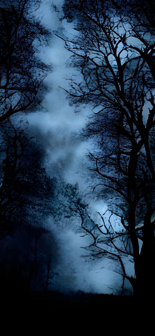 trees, branches, evening, fog