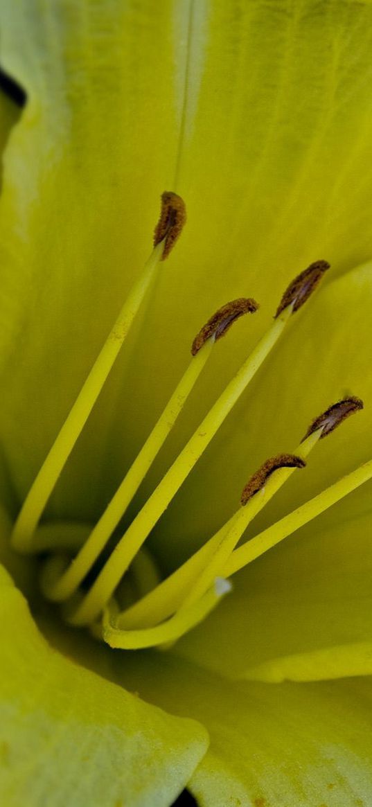 flower, macro, lily, yellow