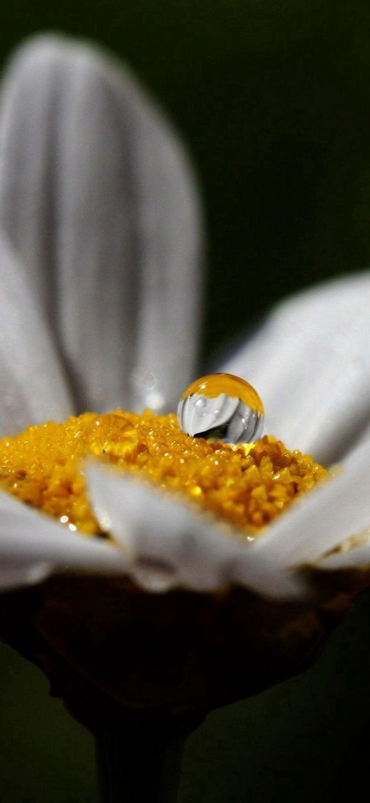 flower, chamomile, white, drop