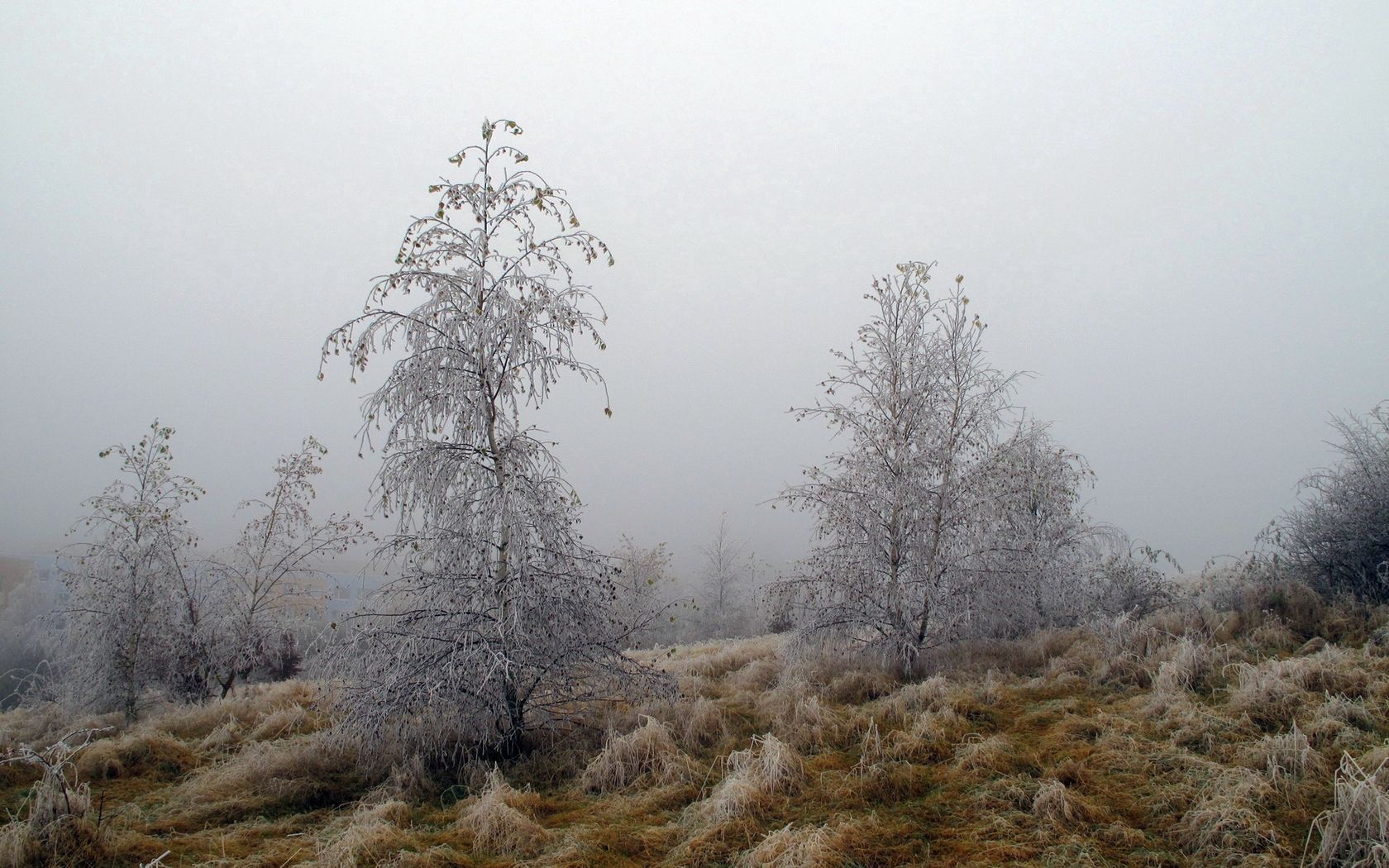 trees, hoarfrost, grass, frosts, october, fog