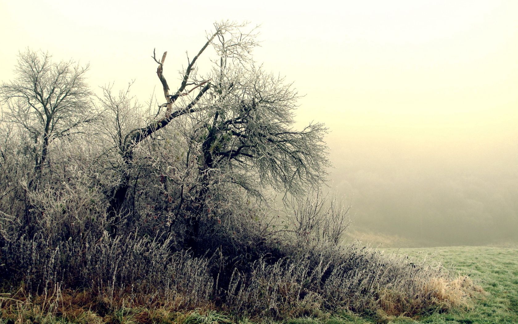 trees, bushes, hoarfrost, grass, frosts, october, fog