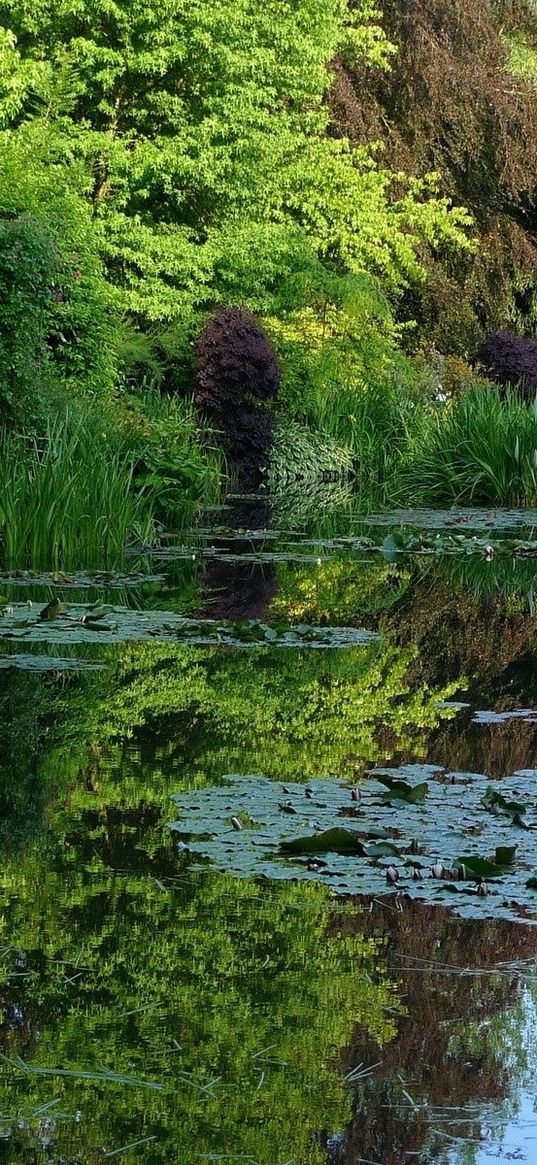 pond, water-lilies, creek, vegetation