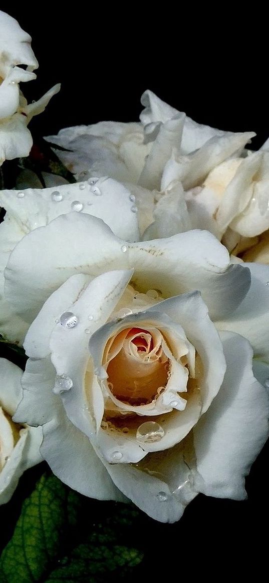 flowers, white, rose, drop