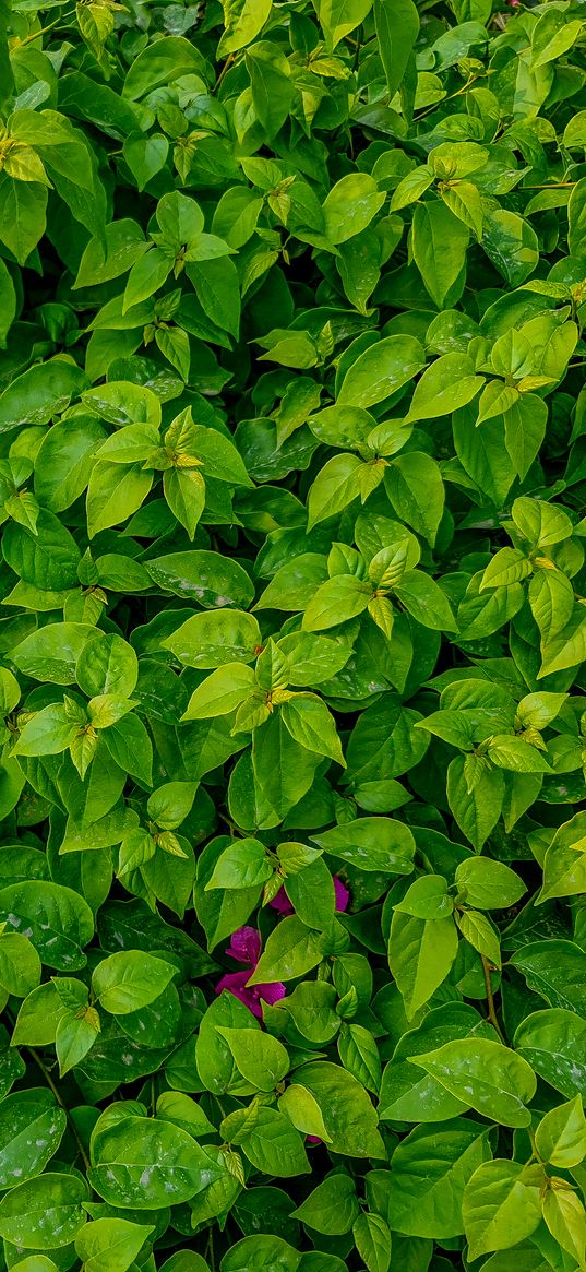 leaf, leaves, green, tree, pink, flora, flower