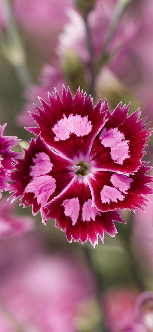 flowers, pink, purple, decorative