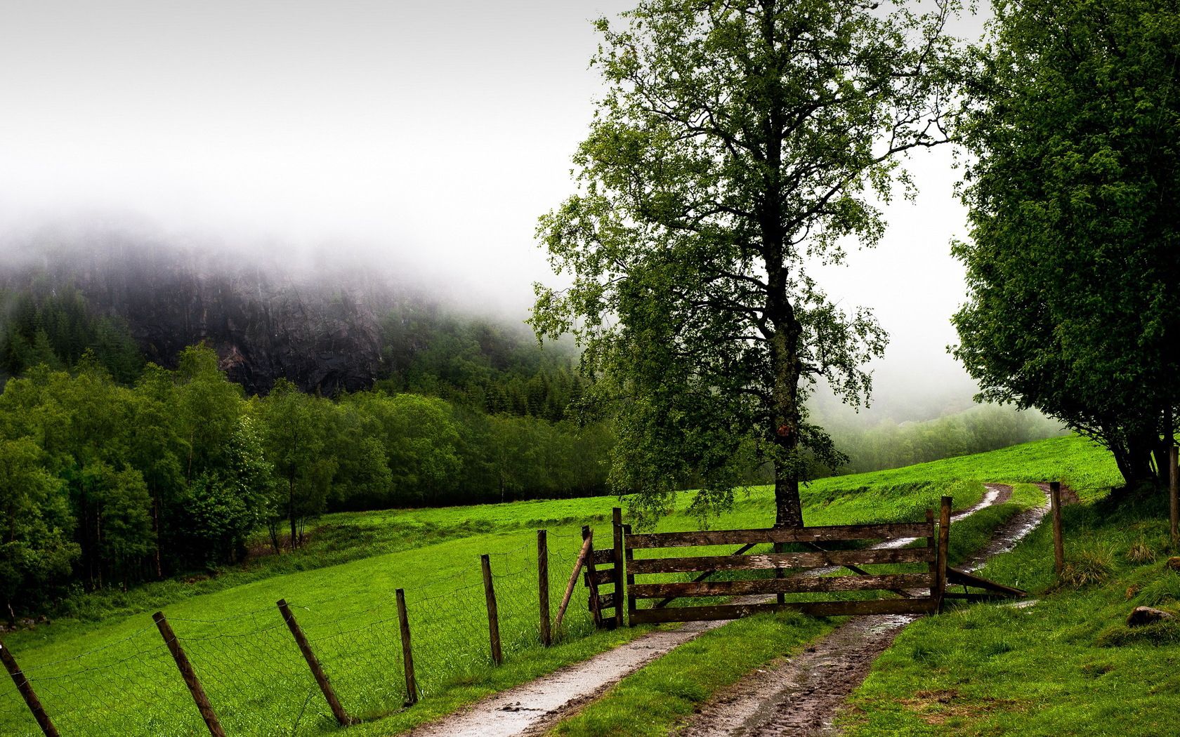 field, fence, protection, trees, possession