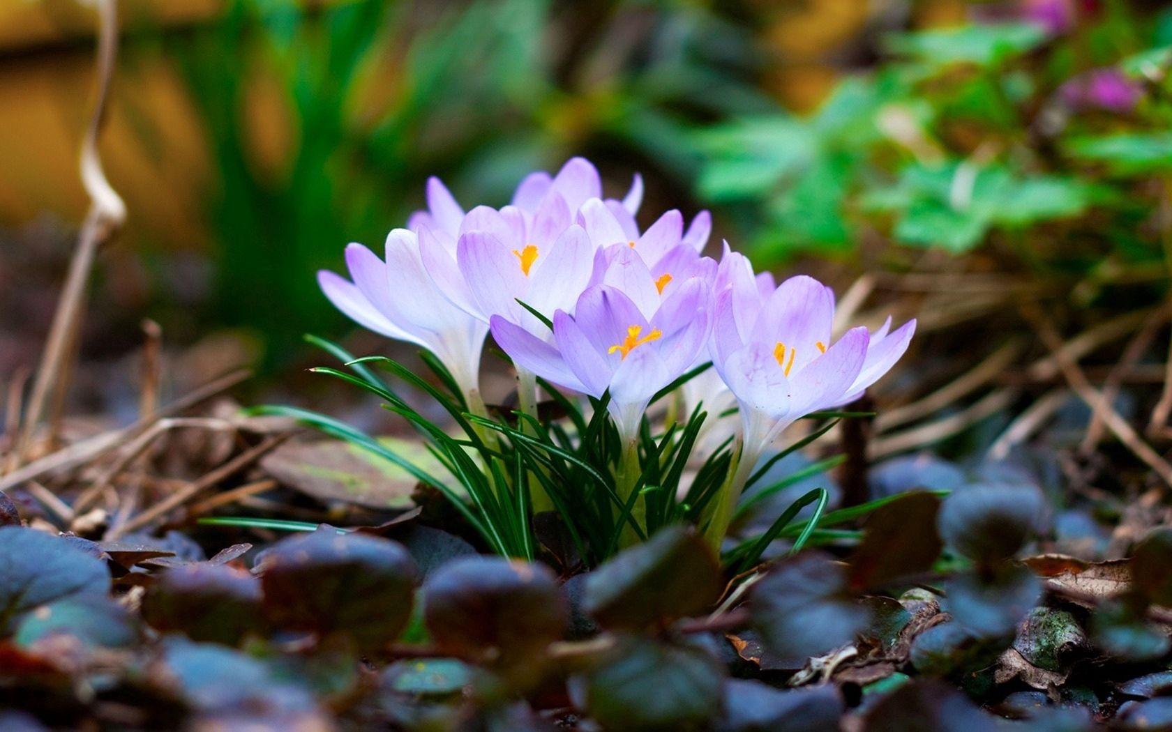 flowers, macro, snowdrop, violet