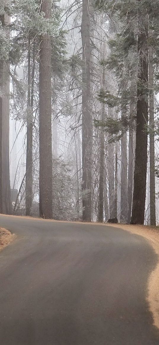 wood, trees, mighty, fog, lifting, turn