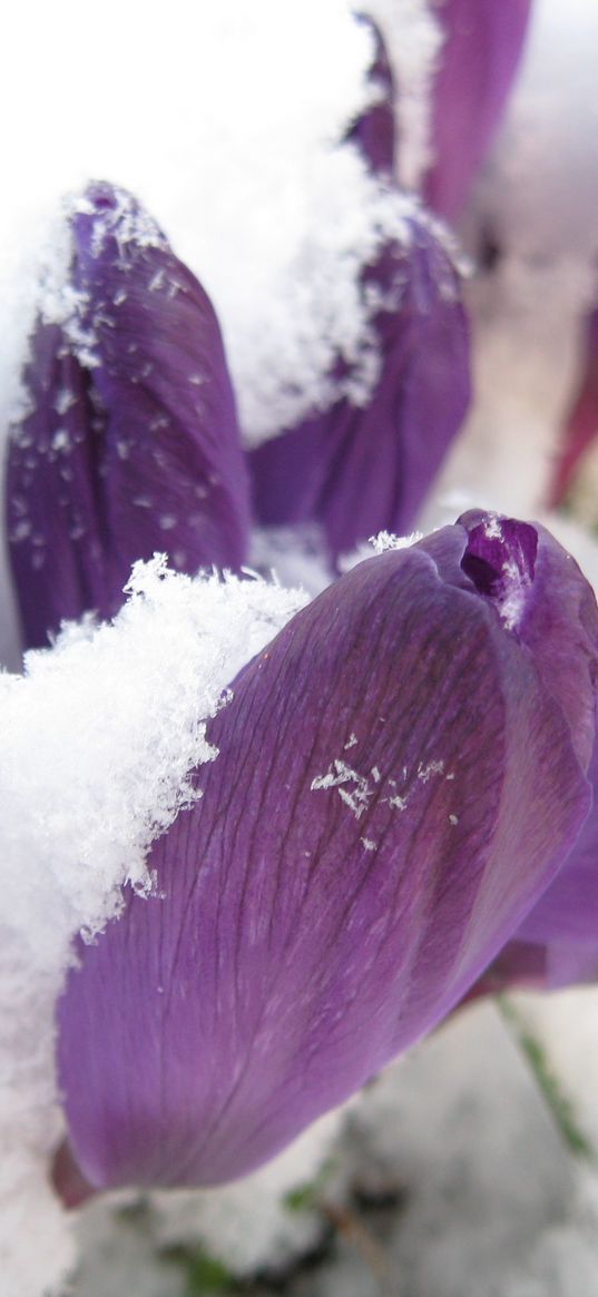 flowers, snowdrop, spring, lilac