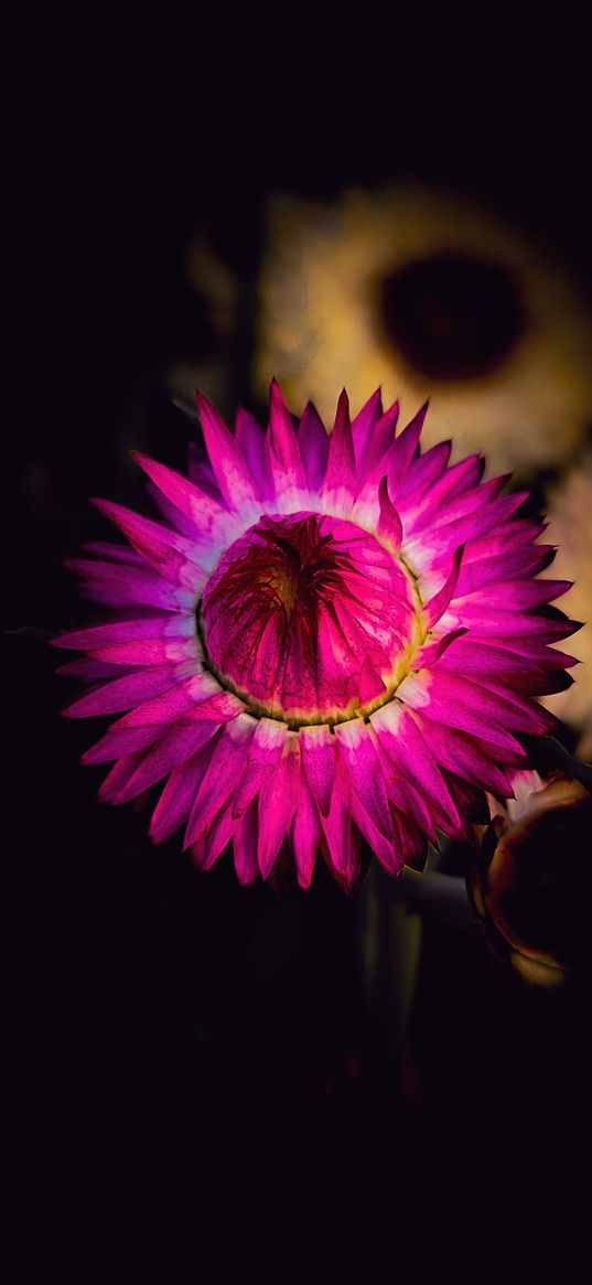 flower, dark, pink, flora, nature, close, beautiful