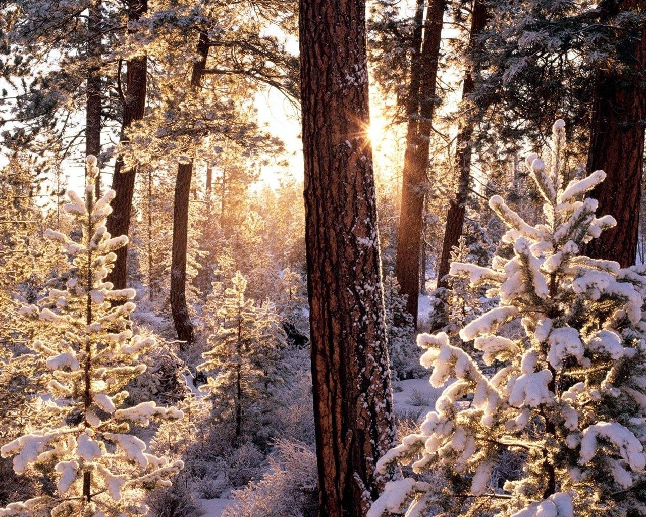 winter, wood, tree, sun, morning, snowboard