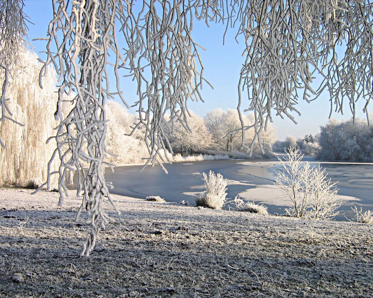 willow, snow, river, winter, hoarfrost