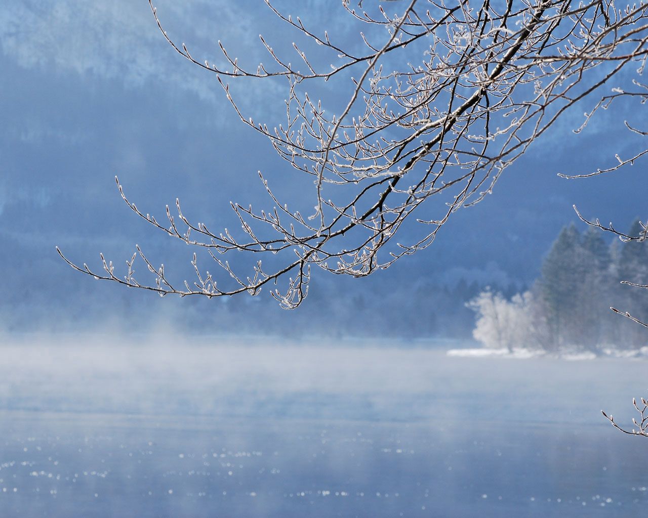 branch, water, tree, winter