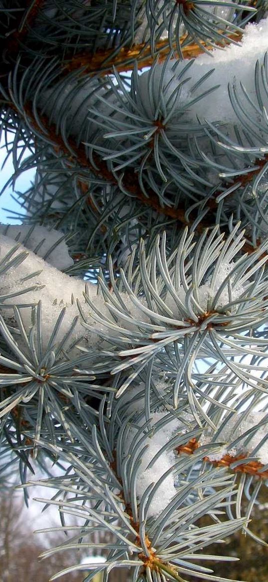 pine, branch, needles, snow, winter