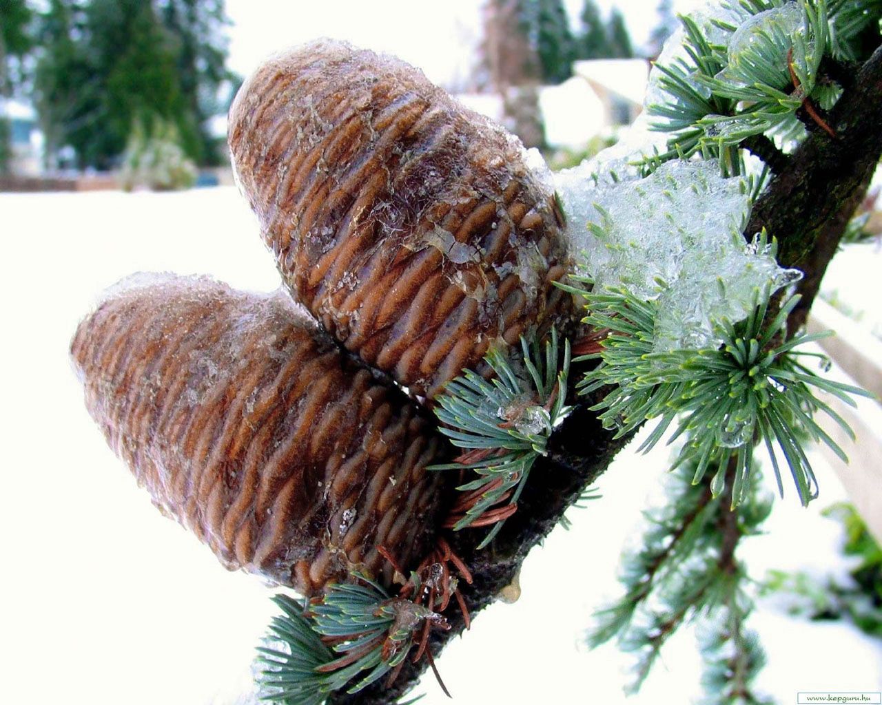 pine, branch, needles, snow, winter, cones