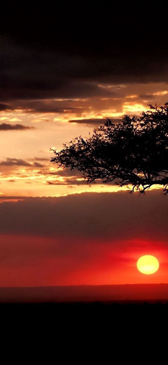 savanna, tree, lonely, sun, decline, evening