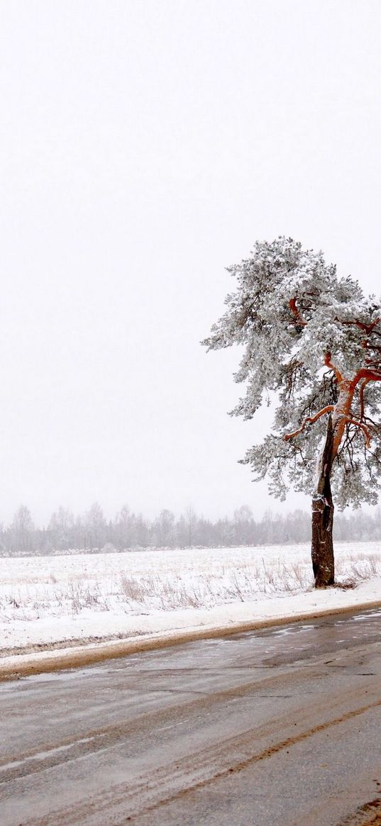 tree, road, lonely, snow, dirt