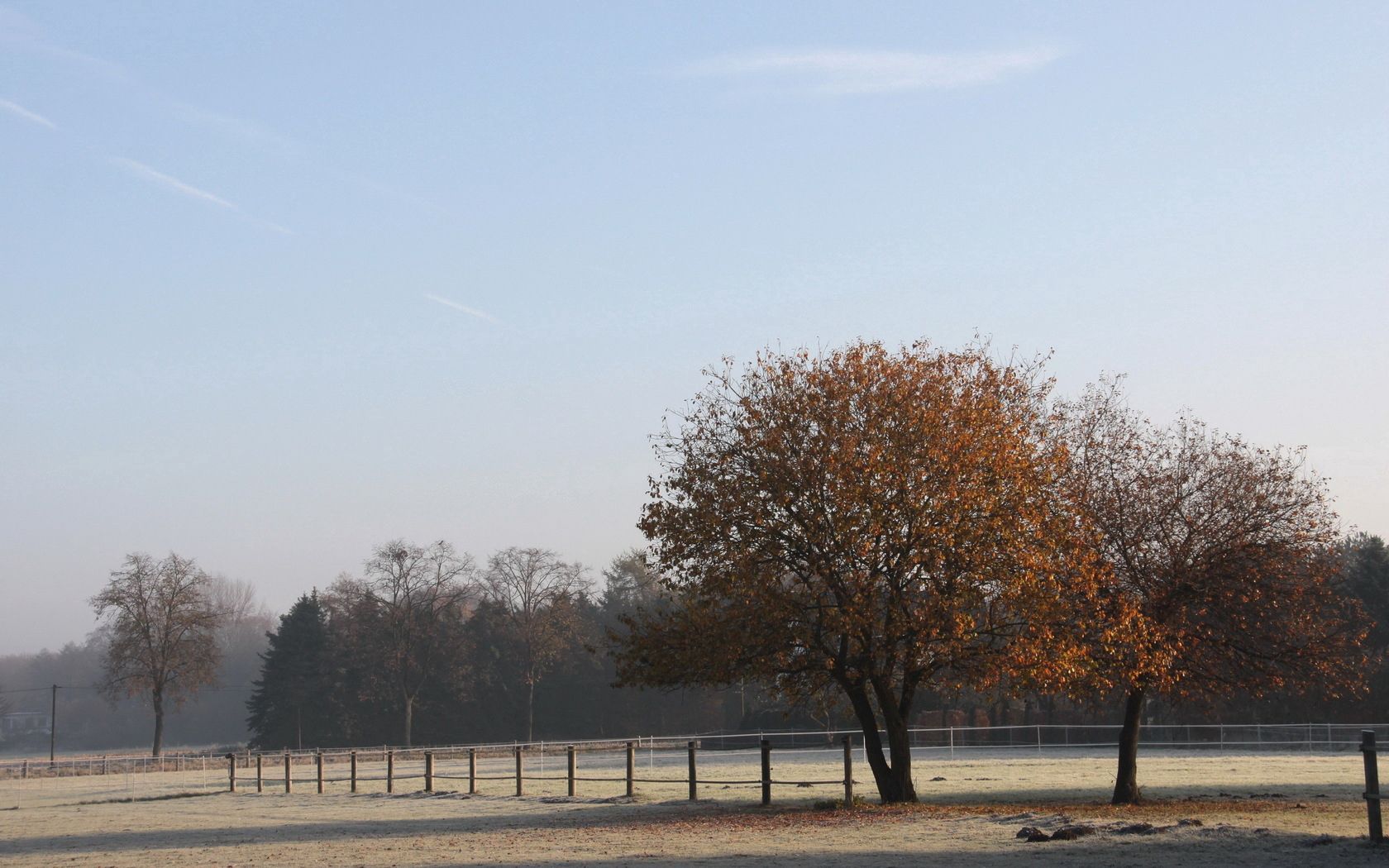 field, fence, trees, frosts, morning, hoarfrost, cool, autumn, october