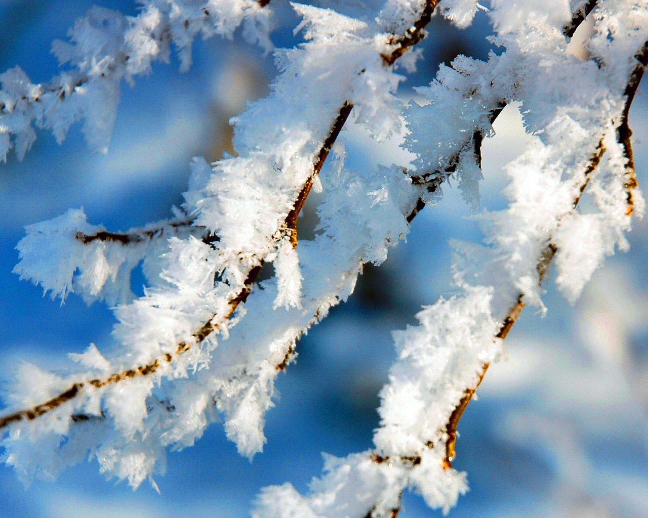 branches, tree, hoarfrost, winter, macro