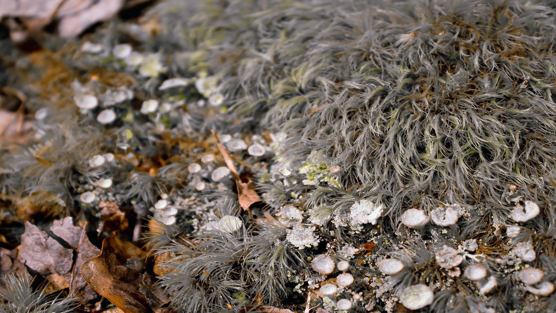 macro, moss, leaves, frosts