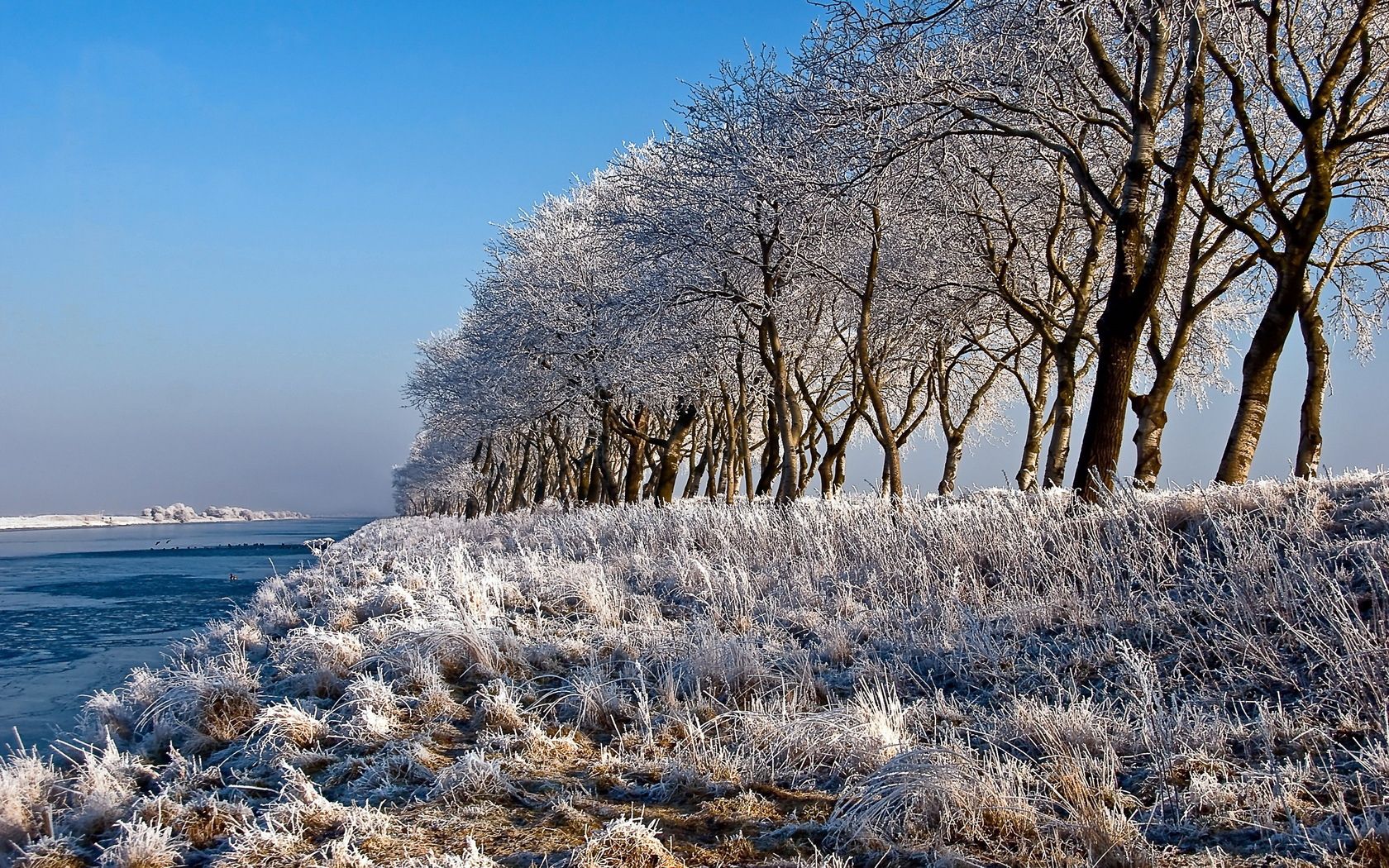 trees, row, hoarfrost, coast, river, frosts