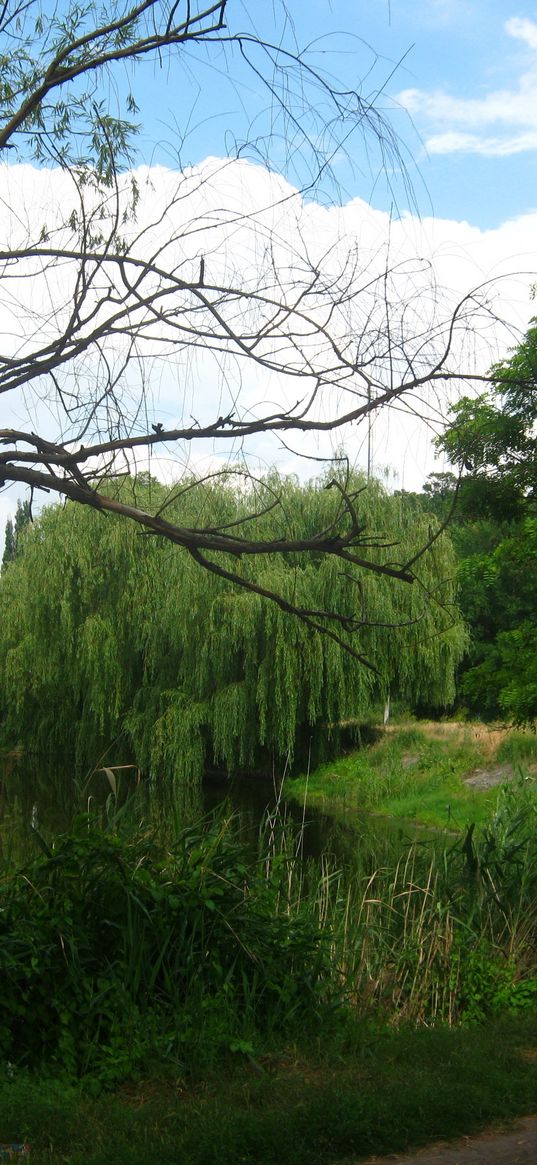 river, willows, footpath, summer