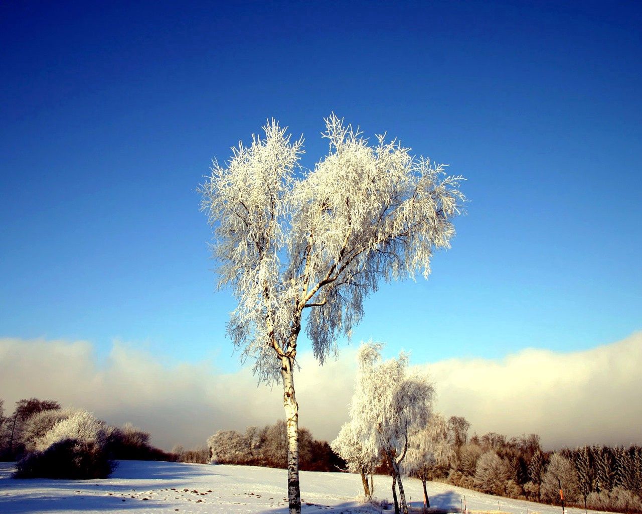 tree, birch, field, winter, snow