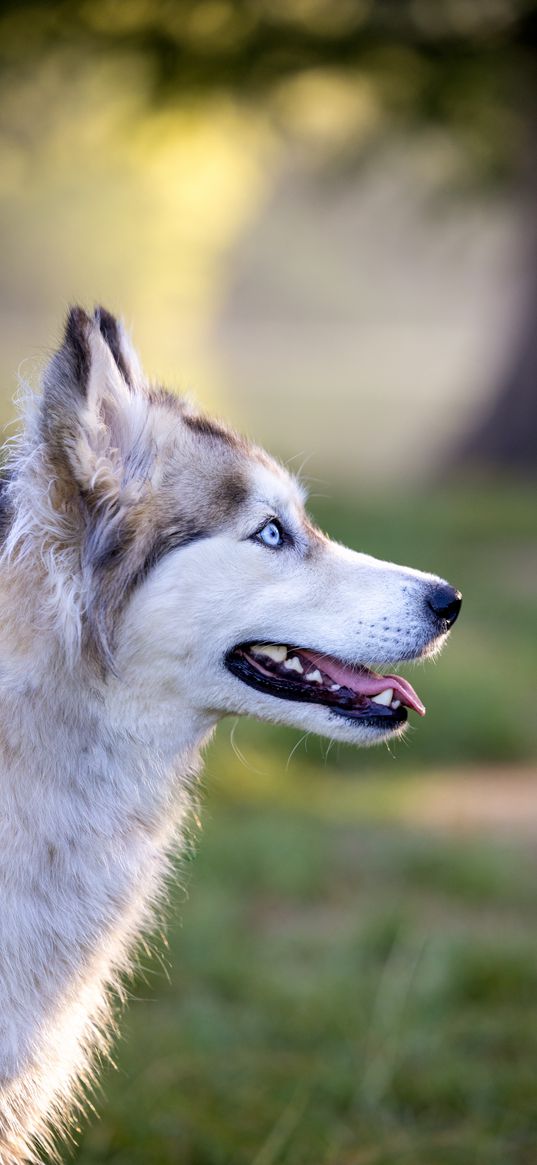 husky, dog, pet, protruding tongue, glance, blur