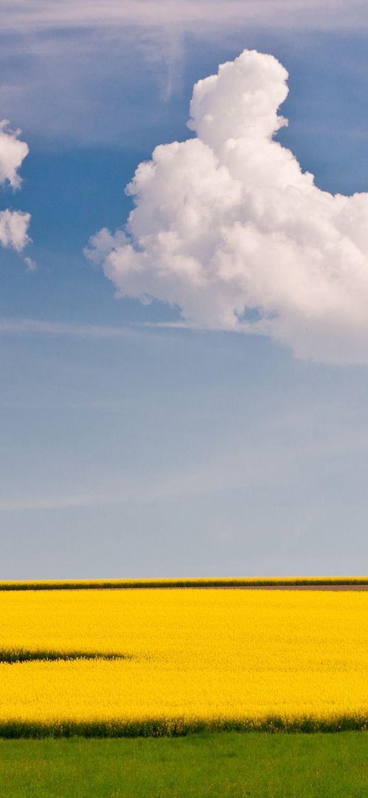 tree, field, cloud, yellow, green, sky, lonely, simplicity