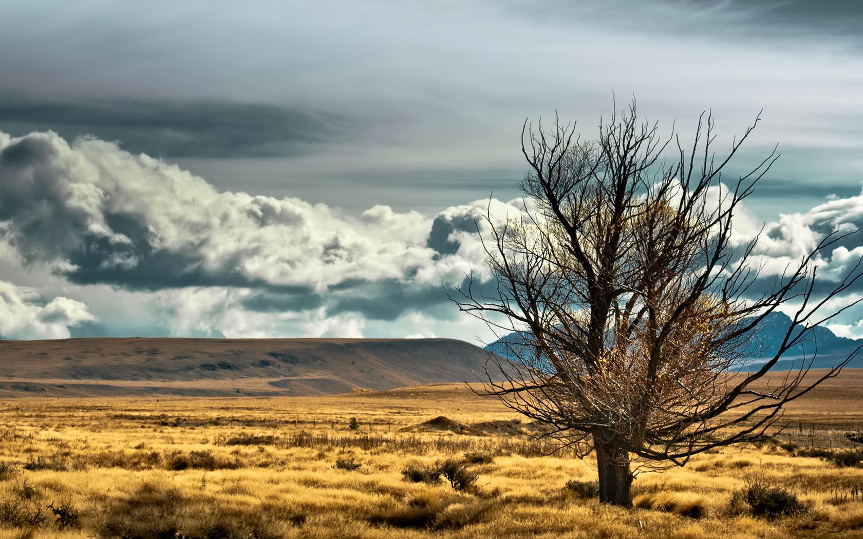 new zealand, steppe, tree, lonely, field