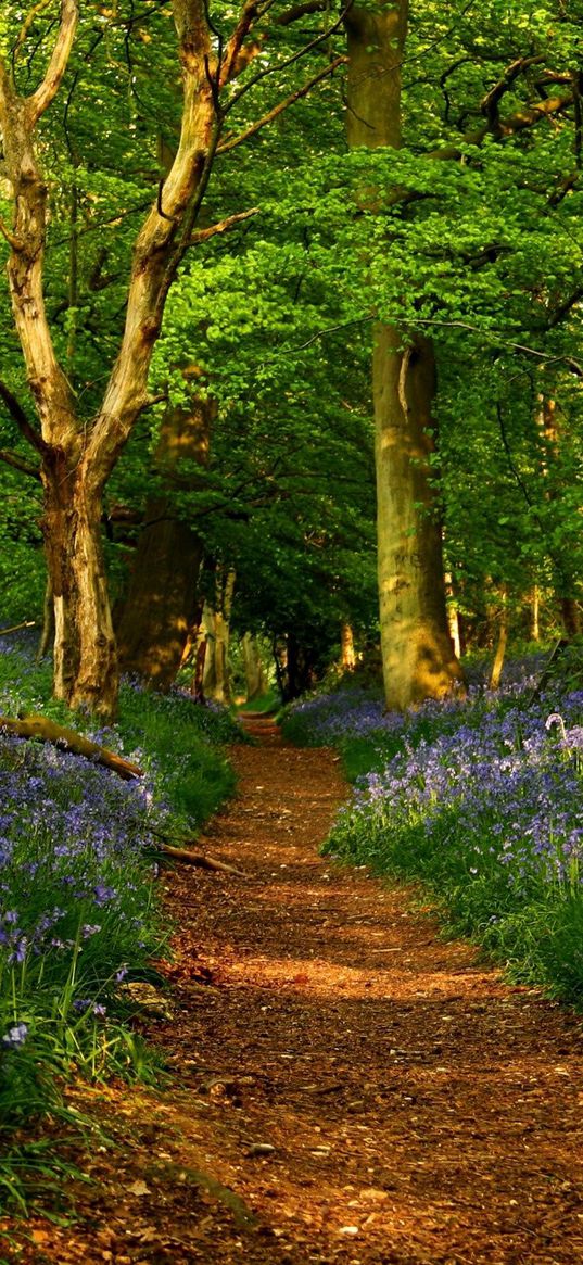 track, trees, flowers, wood, avenue, landscape