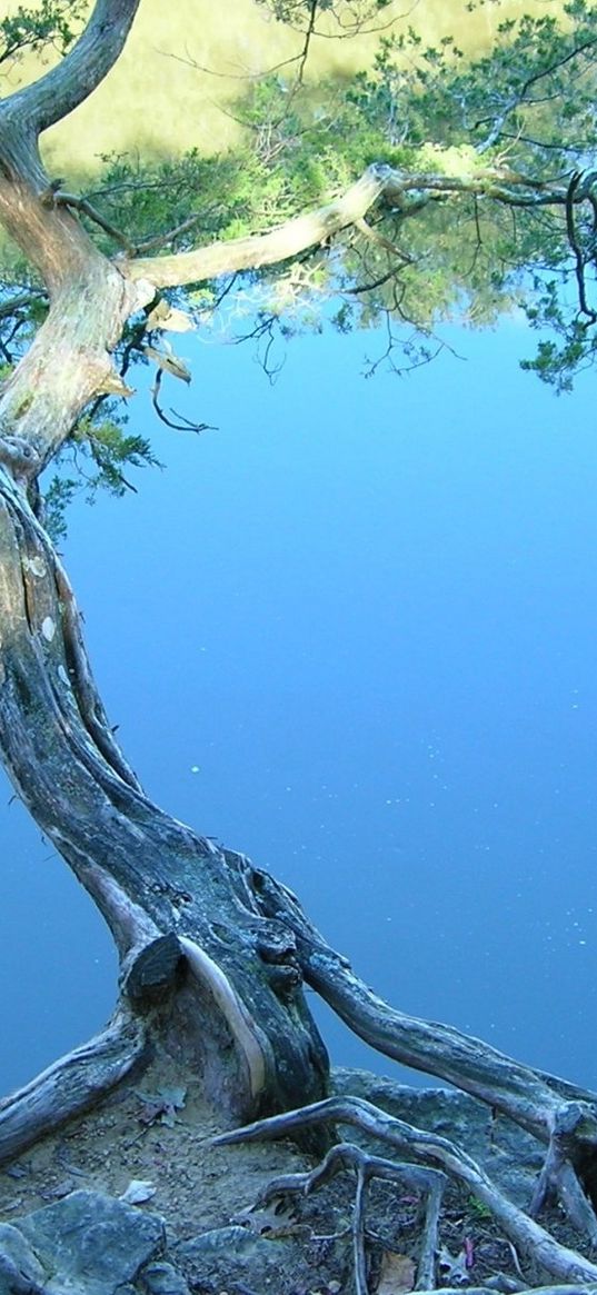 tree, inclination, stones, coast, lake, water