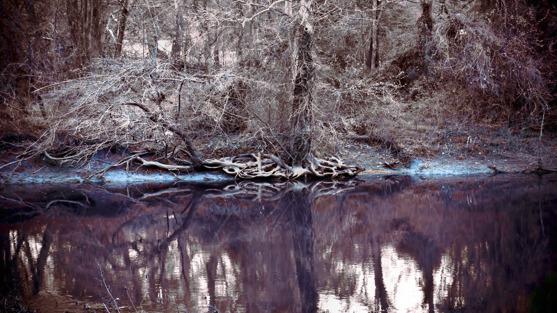 lake, trees, bushes, thickets, frosts, hoarfrost, wood