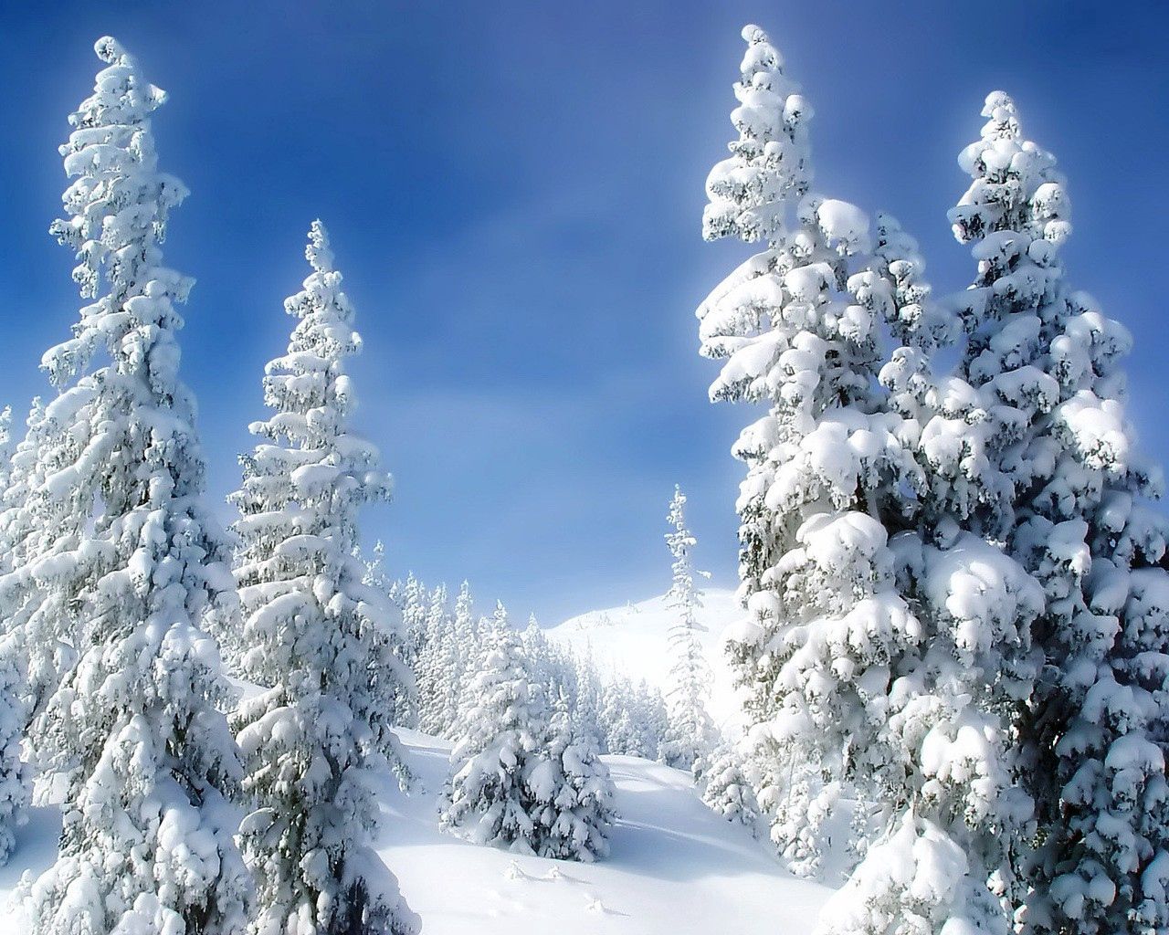 pines, winter, snow, snowdrifts, sky, fairy tale