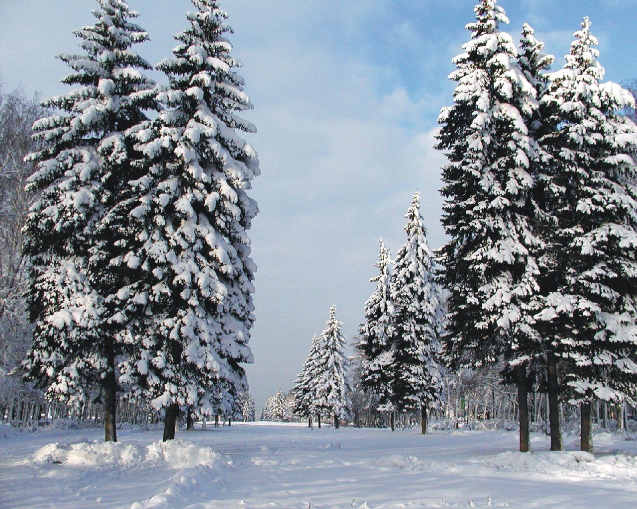 pines, trees, winter