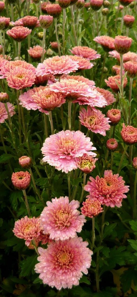 aster, flowers, flowerbed, green eyes