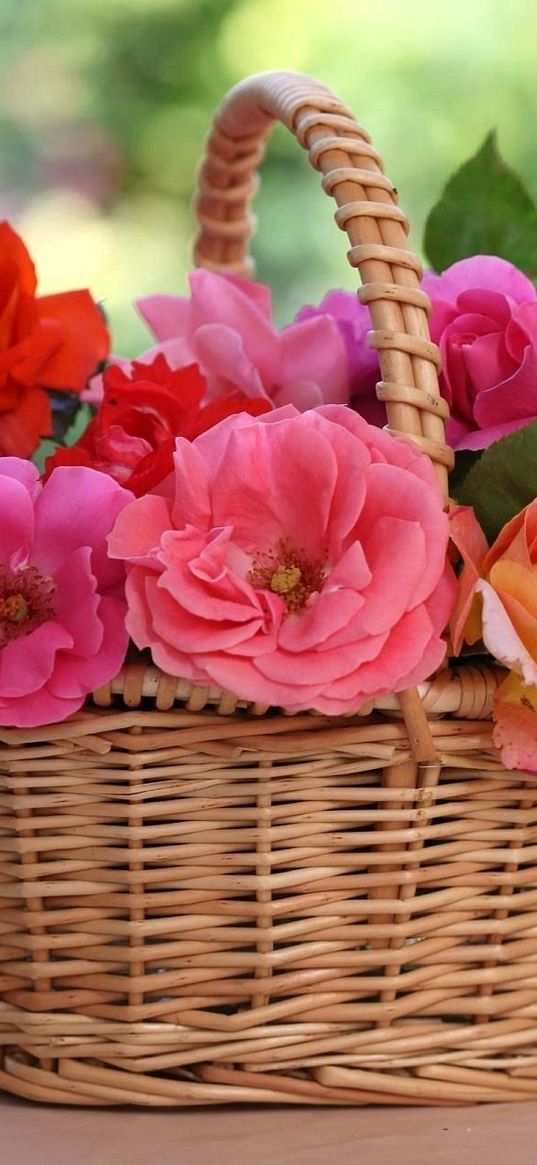 roses, flowers, basket, table, blur, china