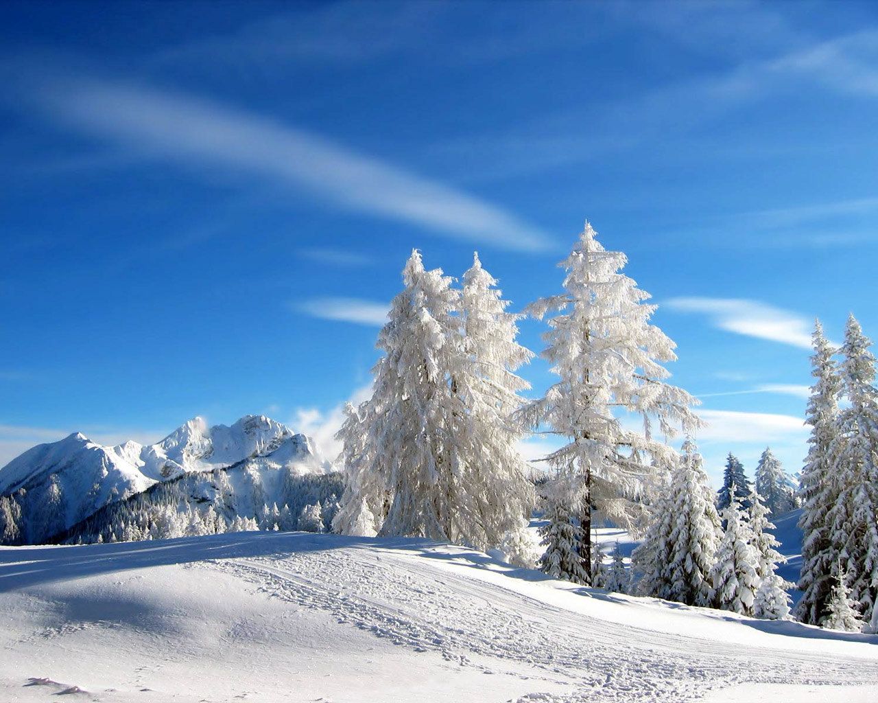 pines, trees, winter, mounting skiing resort