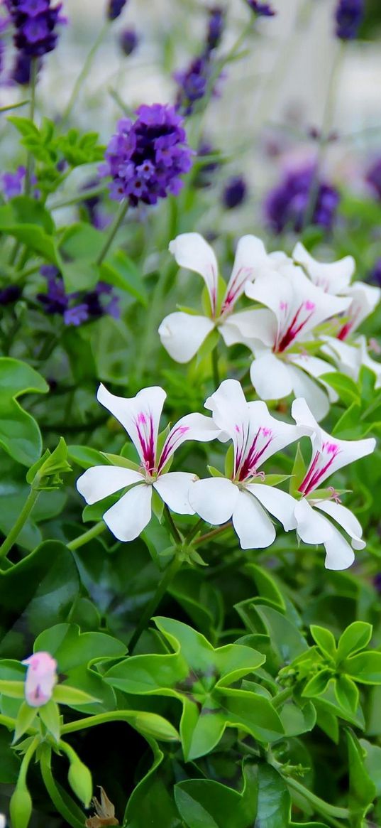 flowers, flowerbed, green, blur, close-up