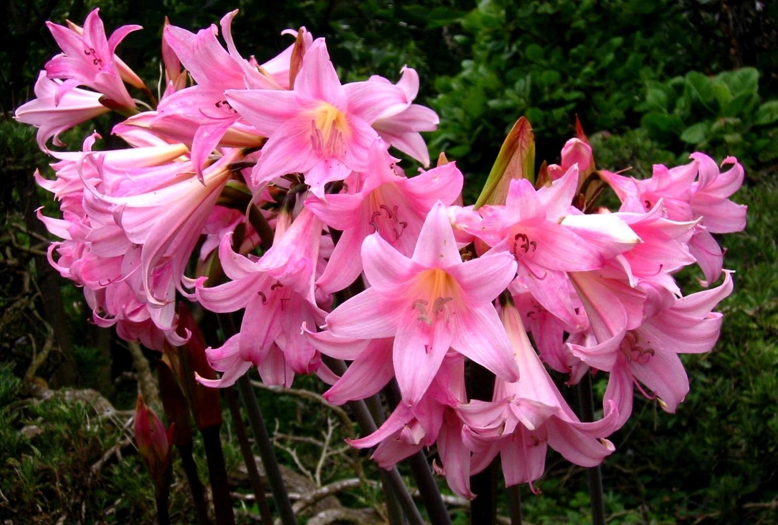 amaryllis, flowers, flowerbed, loose