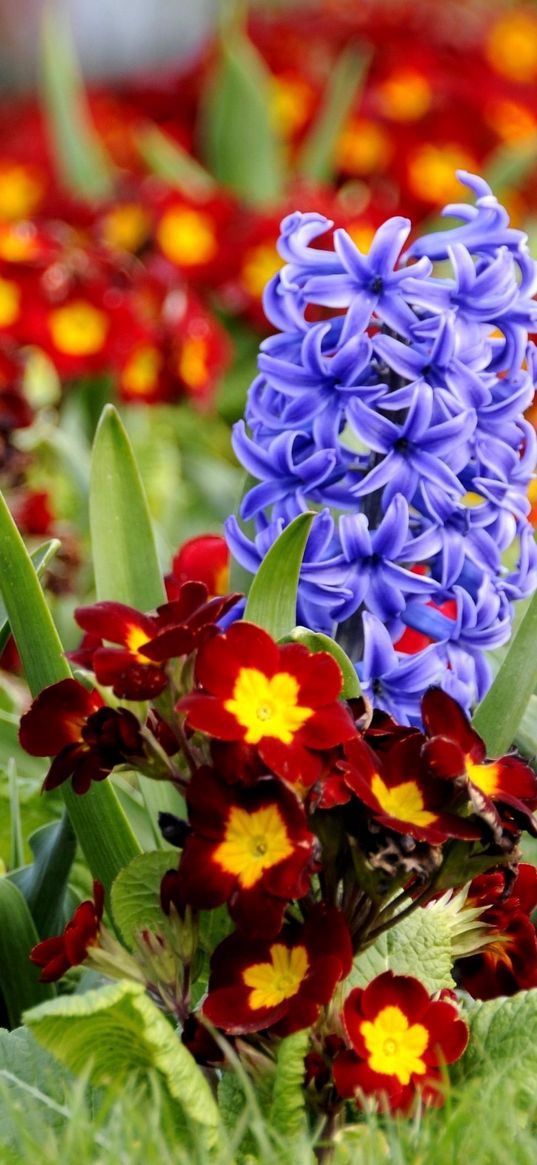 hyacinth, primrose, flowerbed, spring, close-up