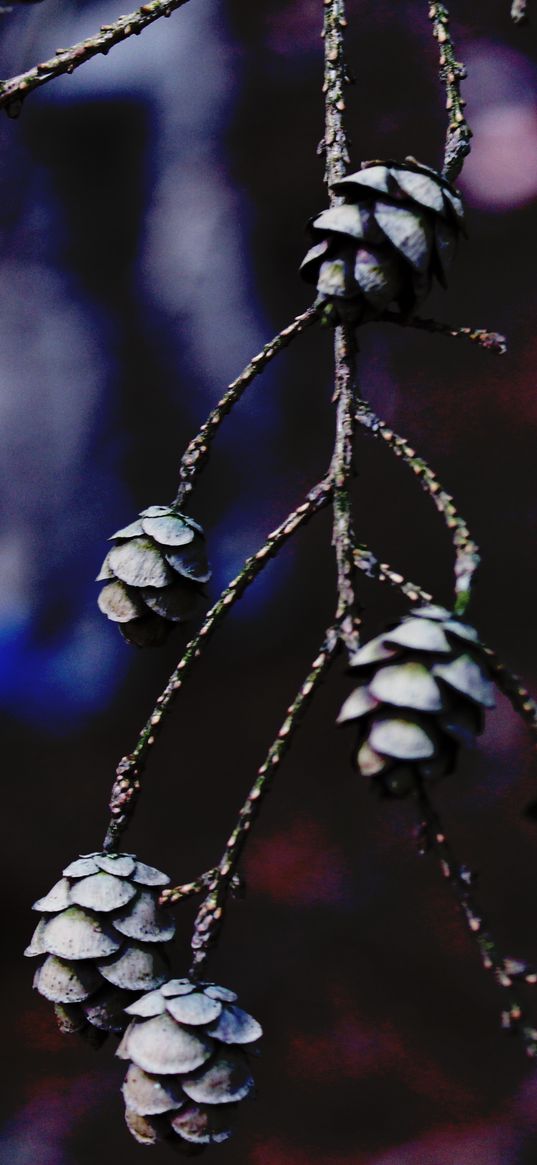 cones, branches, tree, macro