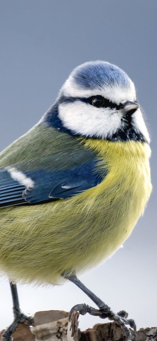 chickadee, bird, feathers, macro