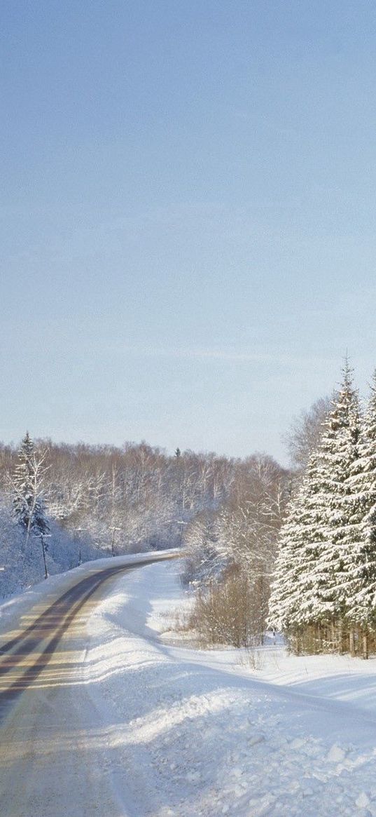 road, fur-trees, winter