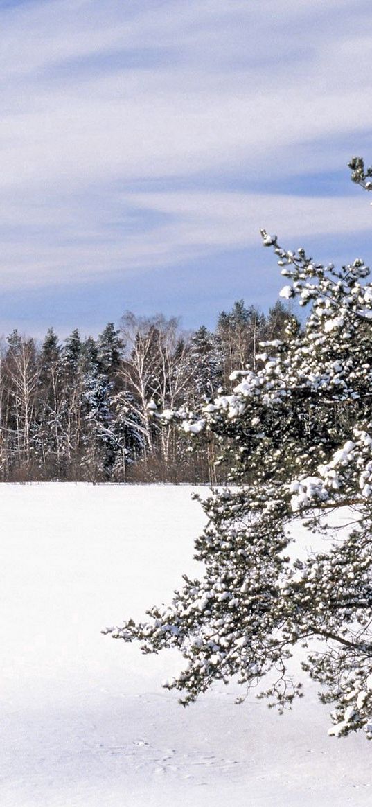 field, snow, snowdrifts, trees