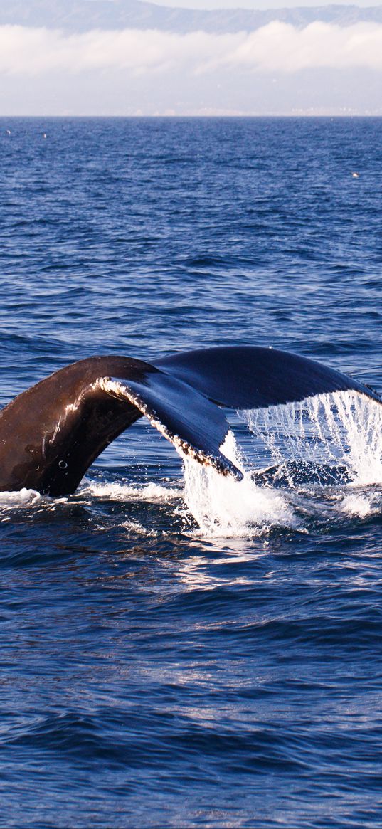 whale, tail, sea, splashes