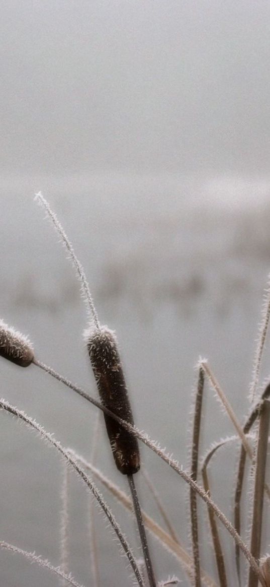 canes, hoarfrost, winter